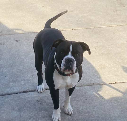 Photo of Indy