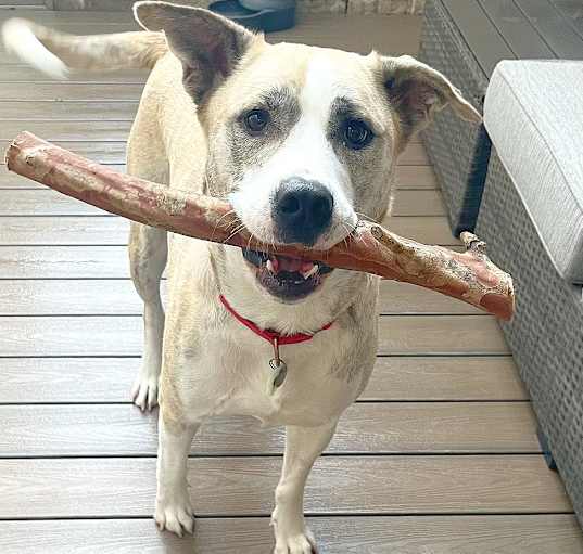 Photo of Bear 