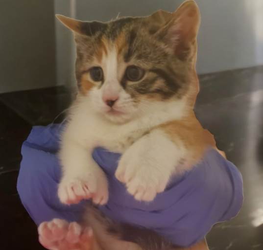 Photo of Caliboo