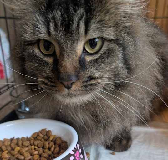 Photo of Laaya  (Maine Coon)