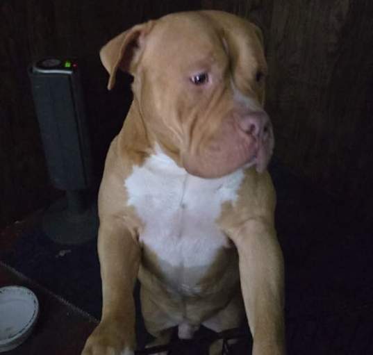 Photo of Simba