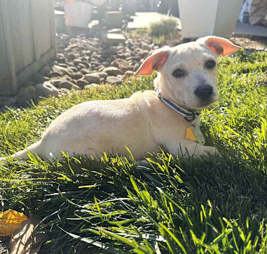 Photo of Cheeto