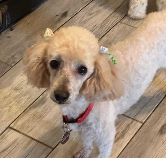 Photo of Ginger
