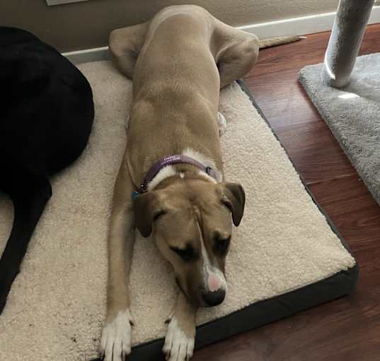 Photo of Daisy