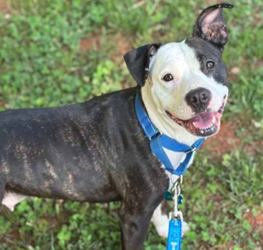 Photo of Raja - IN FOSTER