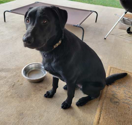 Photo of Roscoe