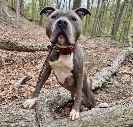 Photo of Django