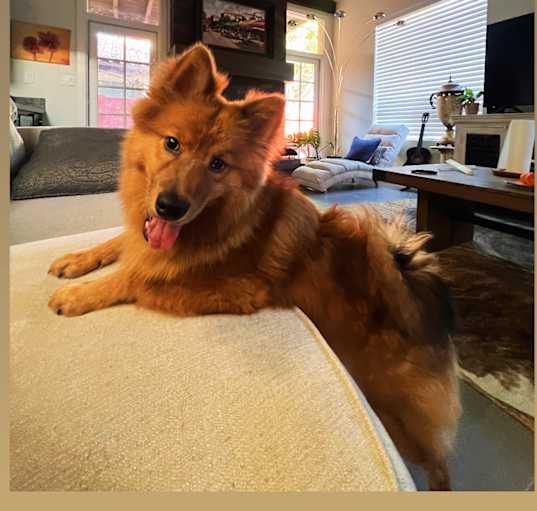 Photo of Grizzly