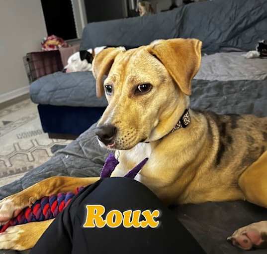 Photo of Roux #dappled-Cajun-miss