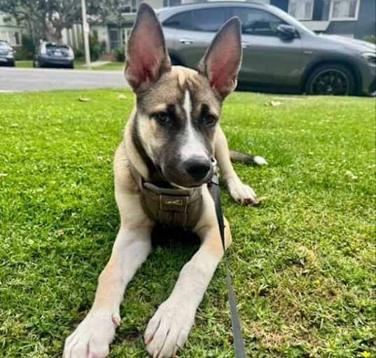 Photo of Luna