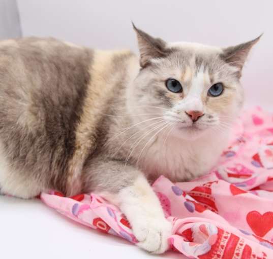 Photo of Lily XVII