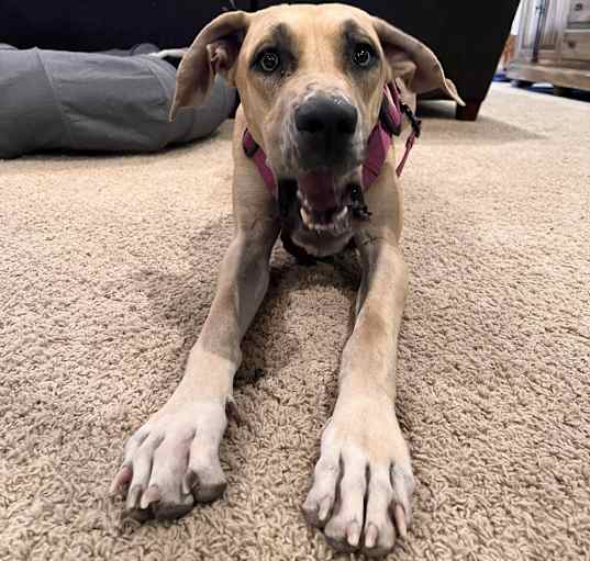 Photo of Luna