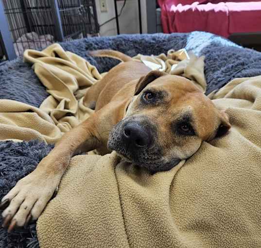 Photo of Roxy (LOCATED AT BTDR HQ)