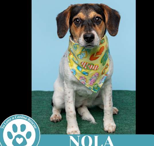Photo of Nola (Philly Fanatics) 042625