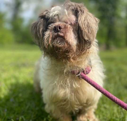 Photo of Harley