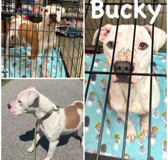 Photo of Bucky