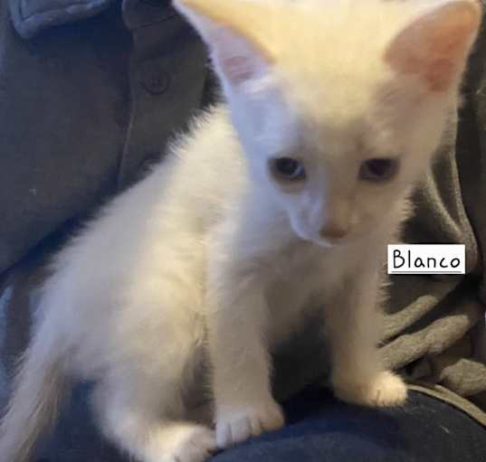 Photo of N-Blanco
