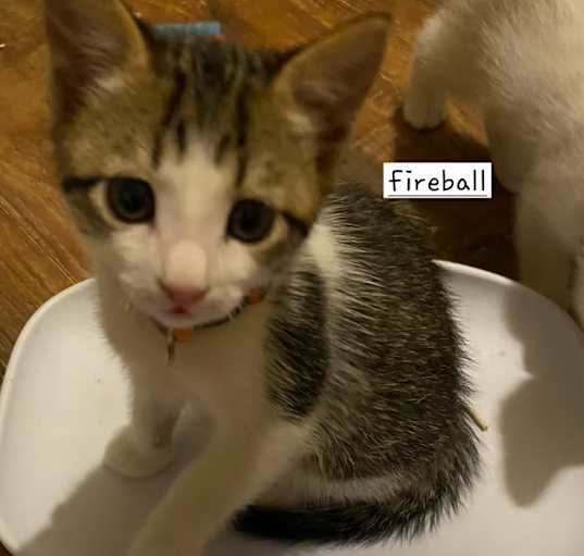 Photo of N-Fireball