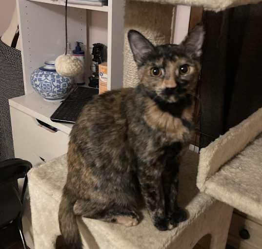 Photo of Midnight