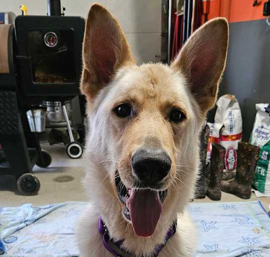 Photo of Bud