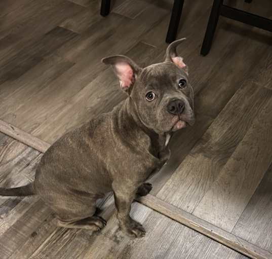 Photo of Blue
