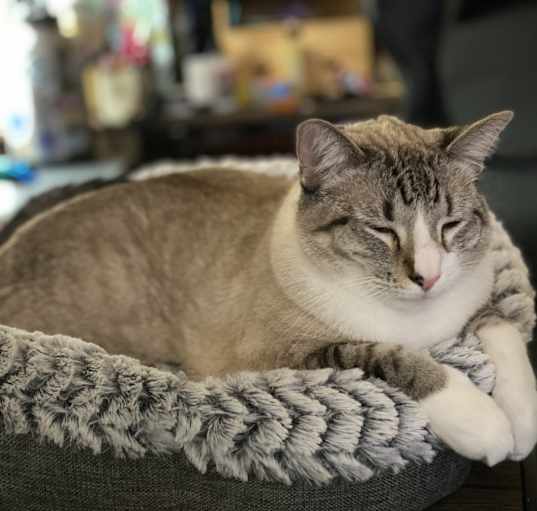 Photo of Snowball