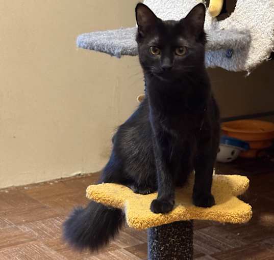 Photo of Whisper