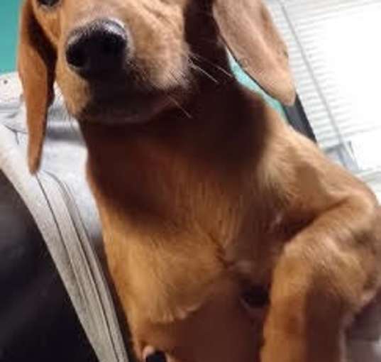 Photo of Winky- Special Needs