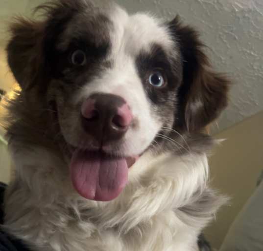 Photo of Tucker