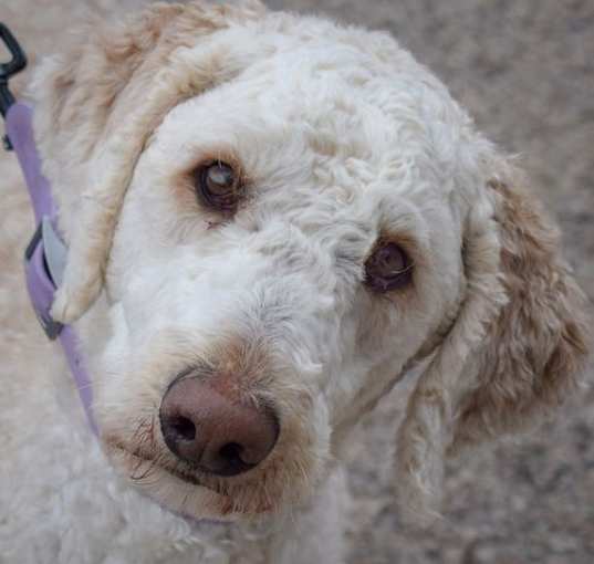 Photo of Lola