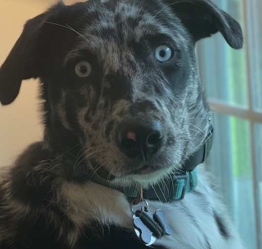 Photo of Scout