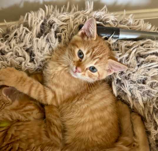 Photo of Miney