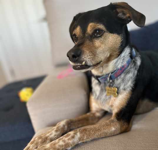 Photo of Cooper