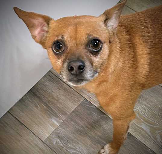 Photo of Chester