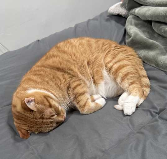 Photo of Chip
