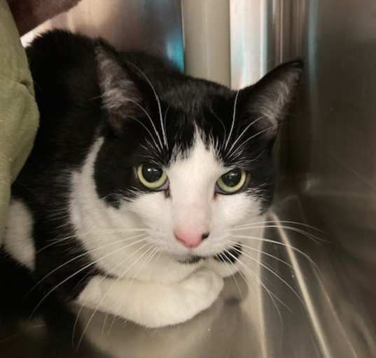 Photo of Clarabelle