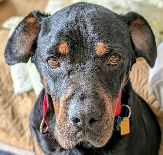 Photo of Josie