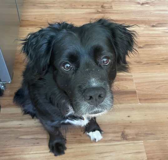 Photo of Loki
