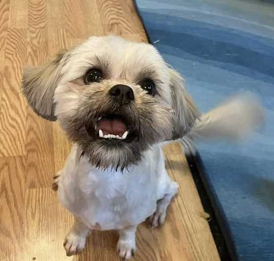 Photo of Banjo