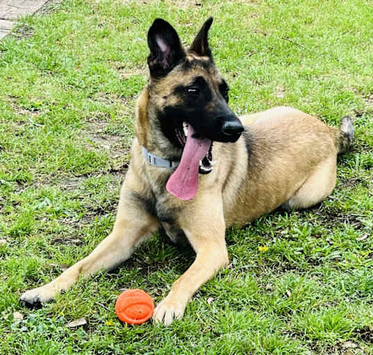 Photo of Nala