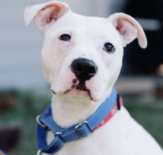 Photo of Donco - IN FOSTER