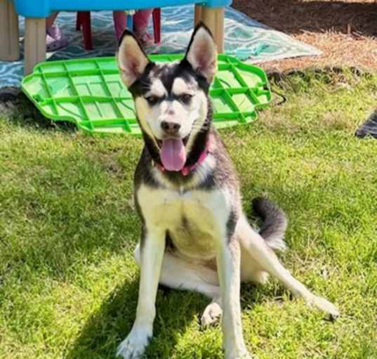 Photo of Miss Lady -IN FOSTER