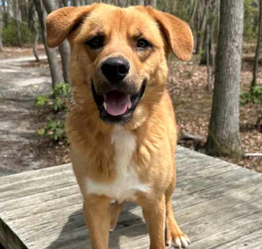 Photo of Buddy