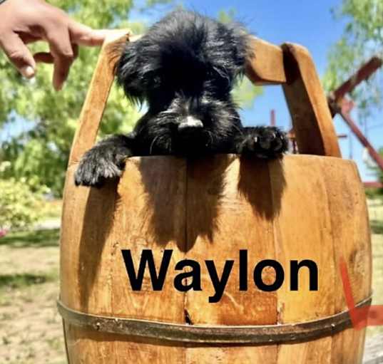 Photo of Waylon