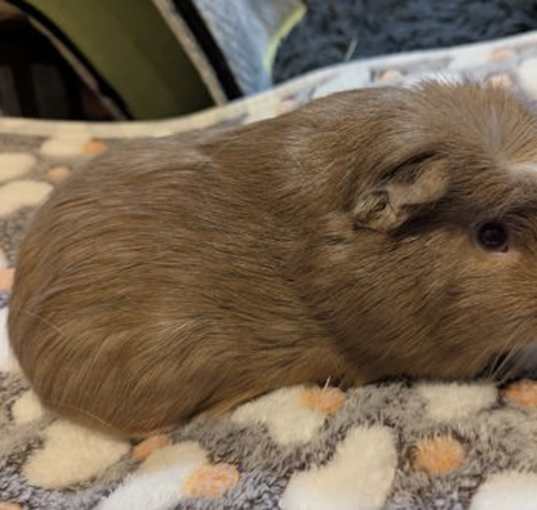 Photo of Chewbacca