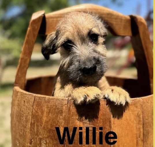 Photo of Willie