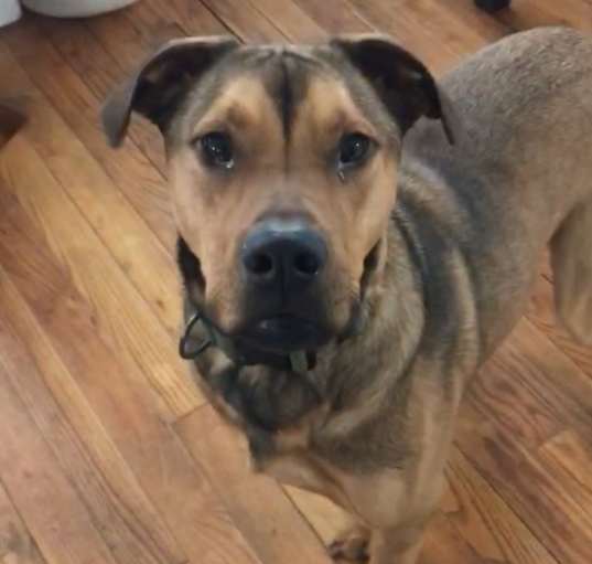 Photo of Hank