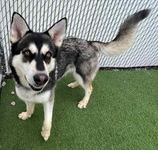 Photo of Athena