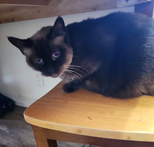 Photo of Charlotte