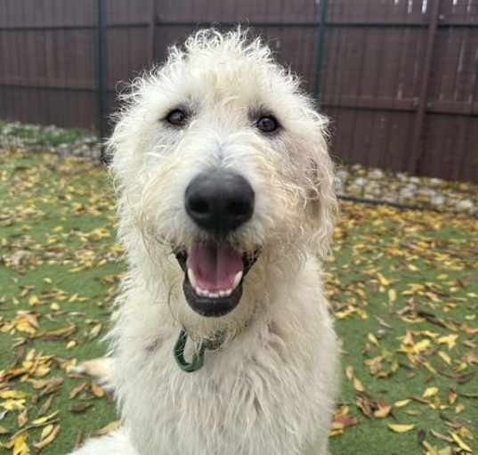 Photo of Daisy